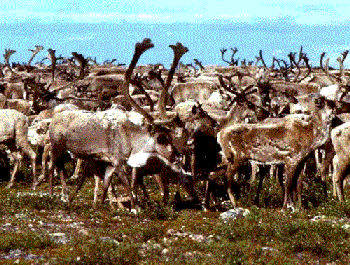 Caribou in the barrengrounds of Canada