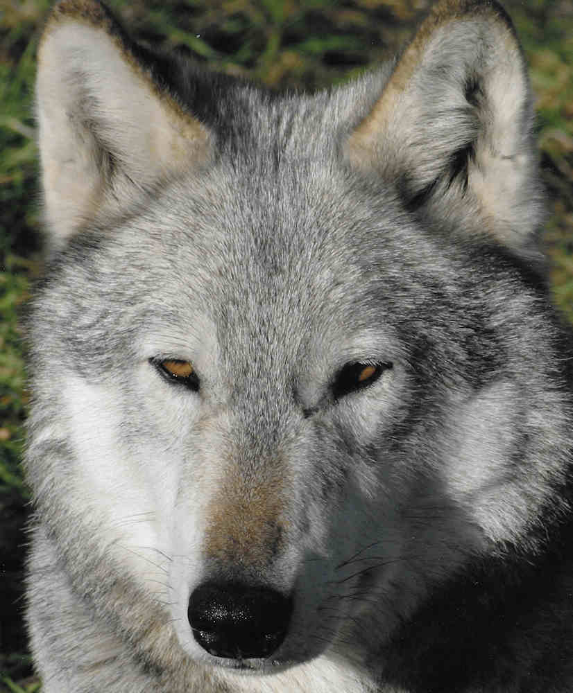 Picture of Duma, the wolf