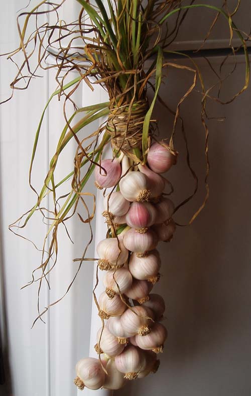 Image of The garlic plait