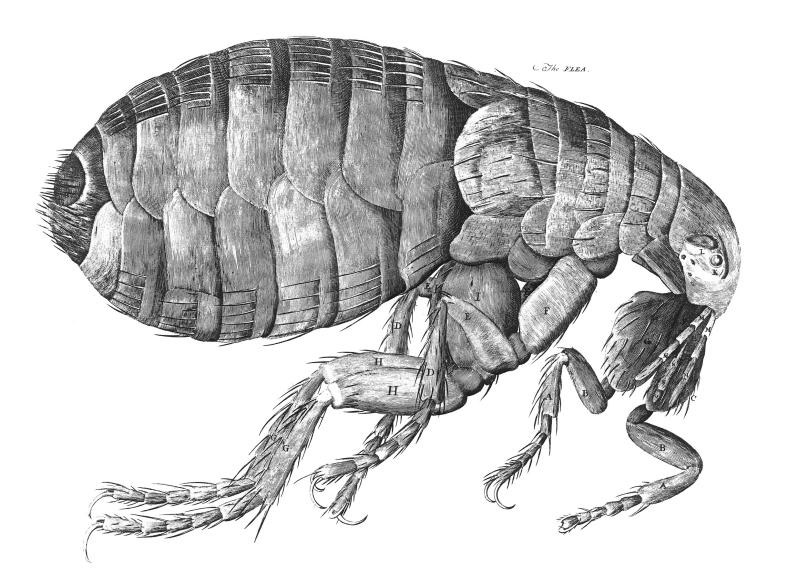Drawing of a flea seen through a microscope by Robert Hooke