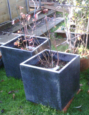 Image of blueberries in square planters