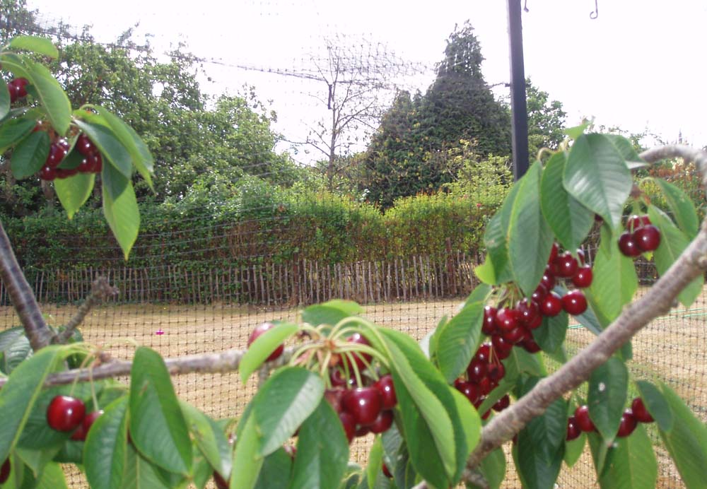 Image of cherries ripening in fruit cage