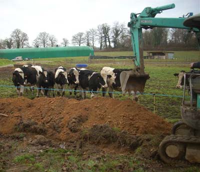 Image of cows watching drainage channel being dug for fosse