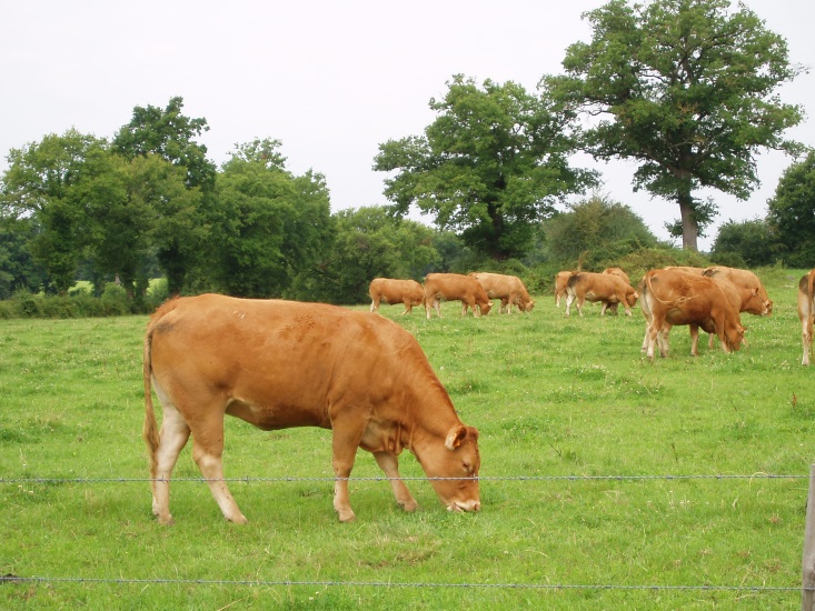 Image of Cows in a field