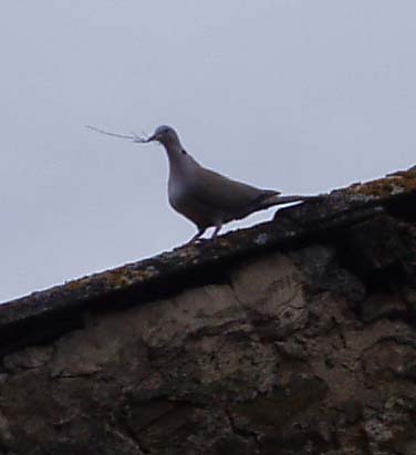 Image of dove carrying nest material