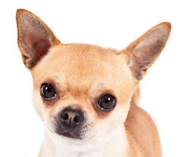 Picture of a chihuahua