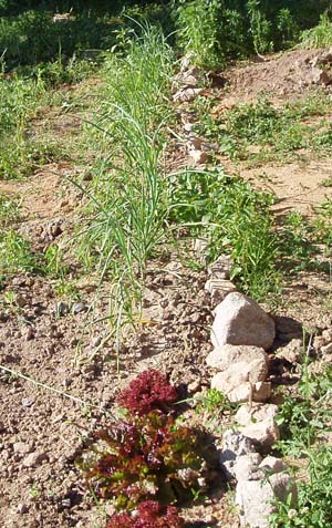 Image of A small crop of lettuces and garlic