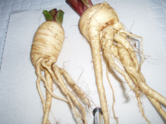 Image of deformed many rooted parsnips