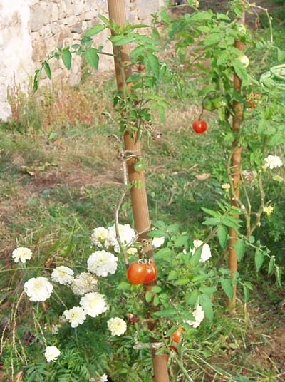Image of late ripening tomatoes