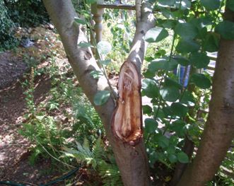 Image of wounded plum tree